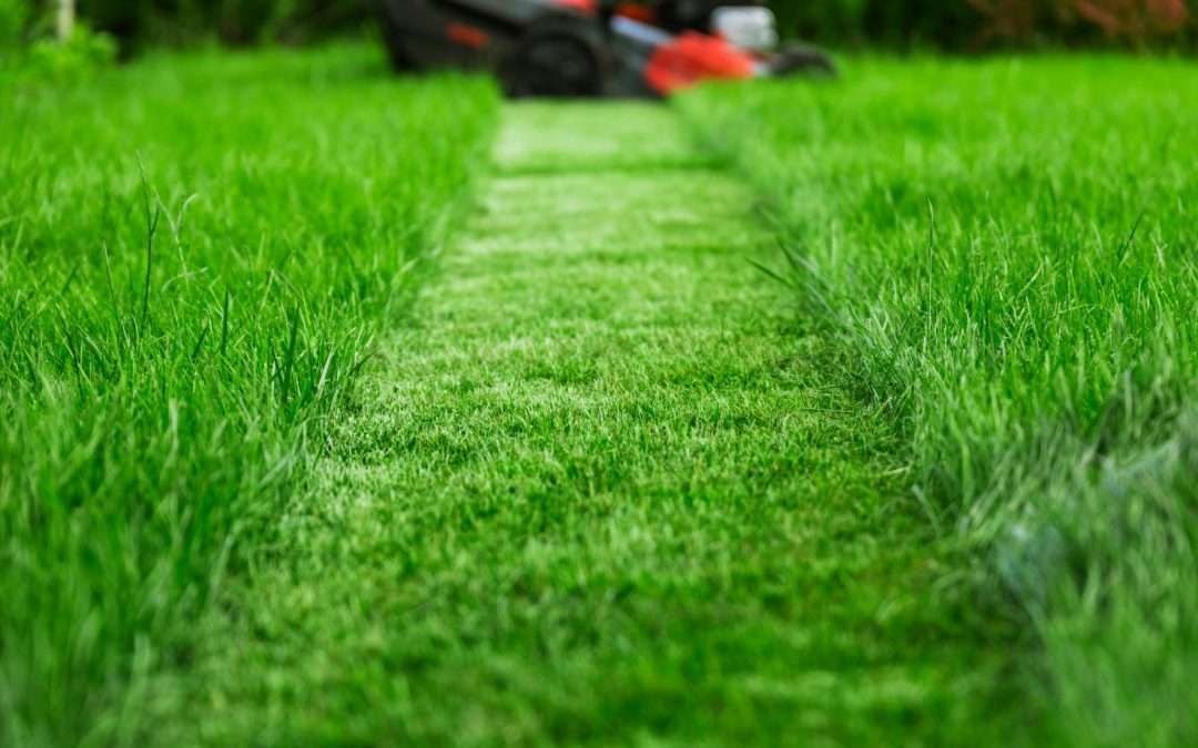 The Importance and Timing of Lawn Aeration